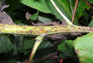 Symptômes de l'anthracnose de la framboise