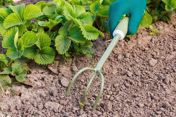 Ameublir le sol dans le jardin de fraises