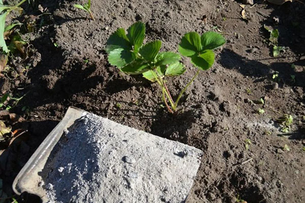 Cendre de bois pour fraises