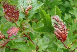 Taches rouges sur les feuilles de cassis