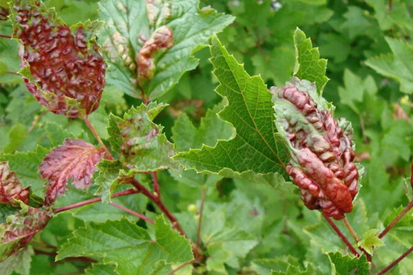 Taches rouges sur les feuilles de cassis