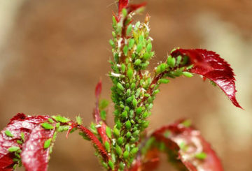 Puceron vert sur une rose