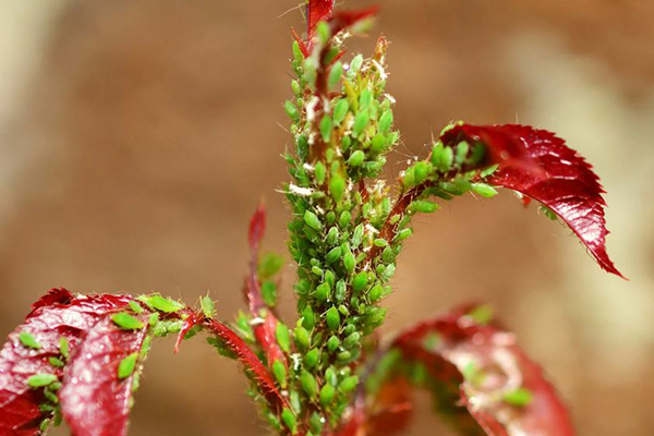 Puceron vert sur une rose