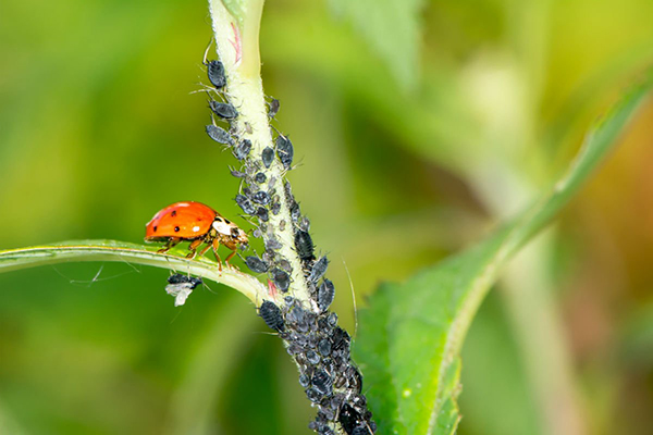 Coccinelle et puceron noir