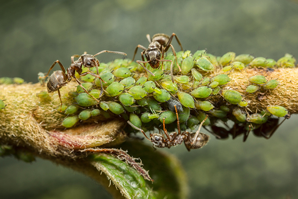 Fourmis et pucerons