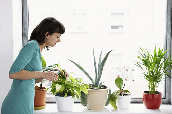 Entretien des fleurs d'intérieur