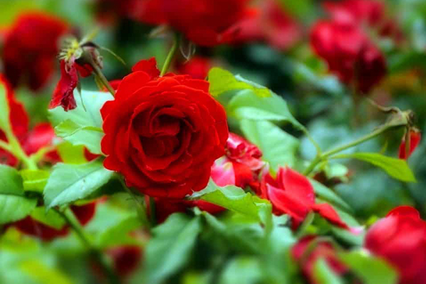 Roses dans le jardin