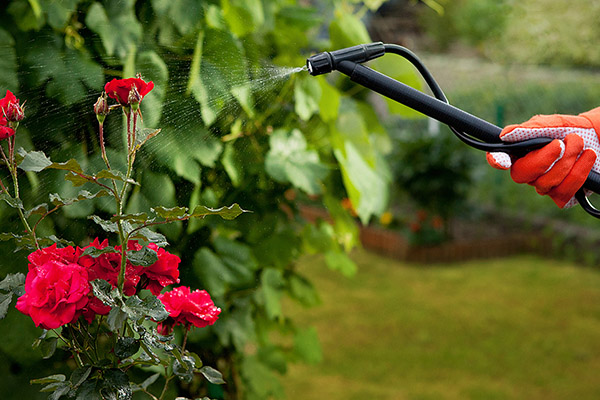 Pulvériser une rose