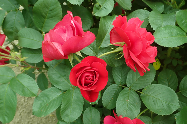 Rose en fleurs dans le jardin