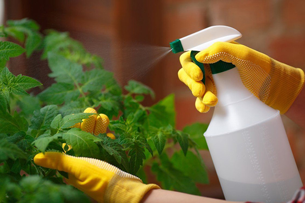 Pulvériser les tomates contre les ravageurs