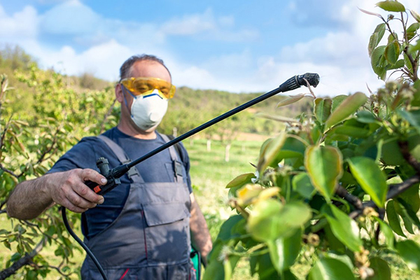 Un homme arrose un arbre fruitier