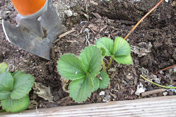 Plantation de fraises