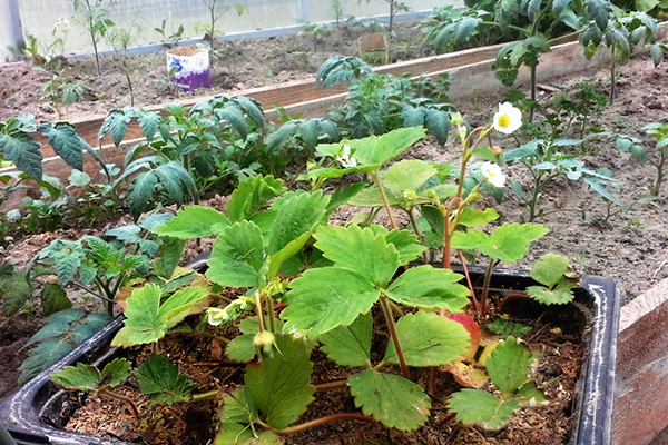 Transplantation de fraises pendant la floraison