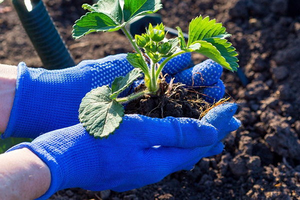 Planter des plants de fraises