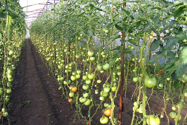 Tomates sans feuilles inférieures dans une serre