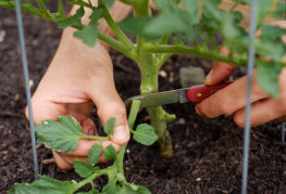 Retirer les feuilles inférieures d'une tomate