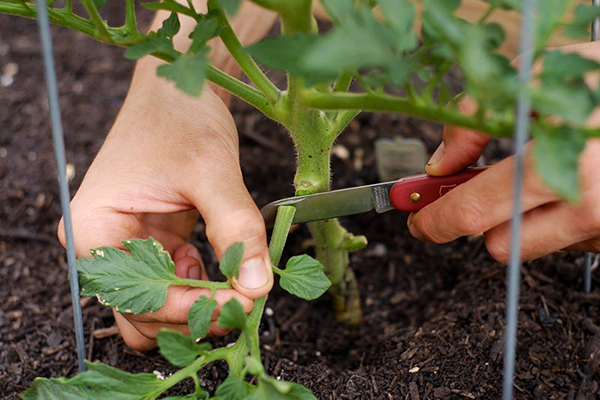 Retirer les feuilles inférieures d'une tomate