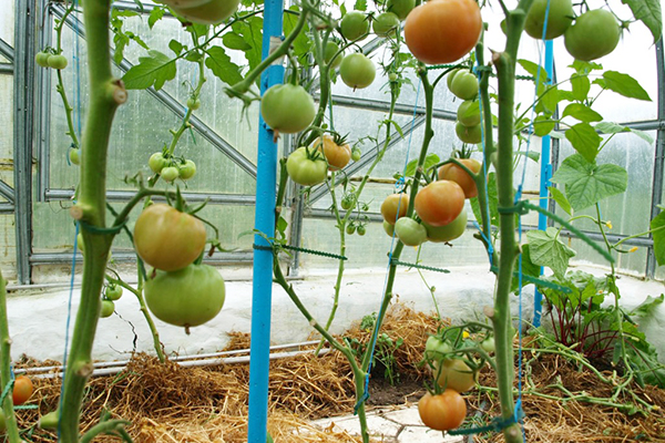 Tomates attachées dans une serre