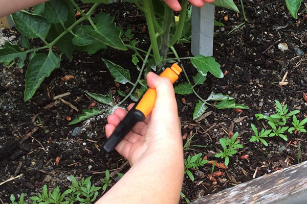 Taille de la tomate