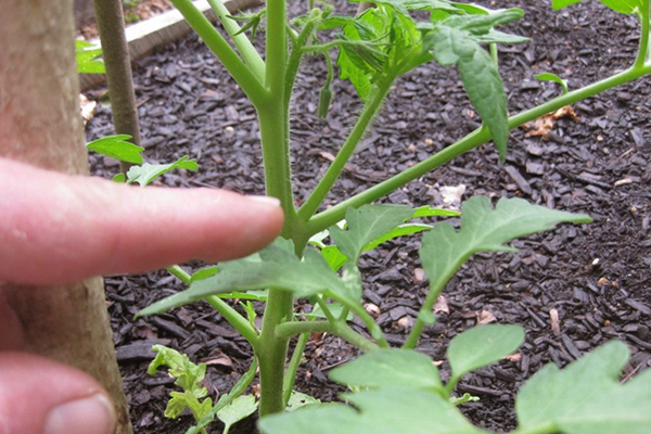 Stepson sur une tomate