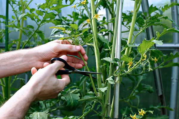 Retirer les beaux-enfants des tomates dans une serre