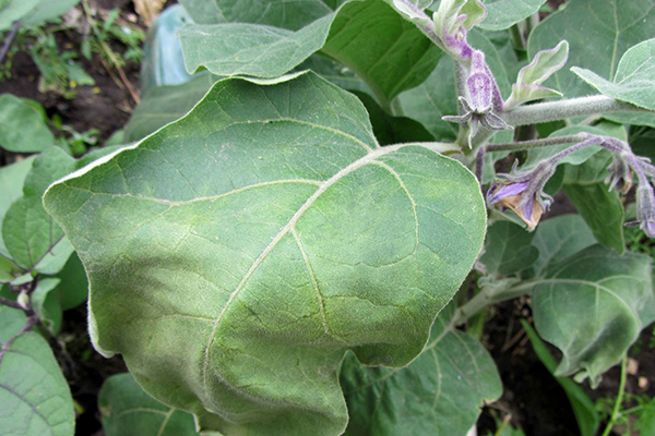 Feuille d'aubergine fanée