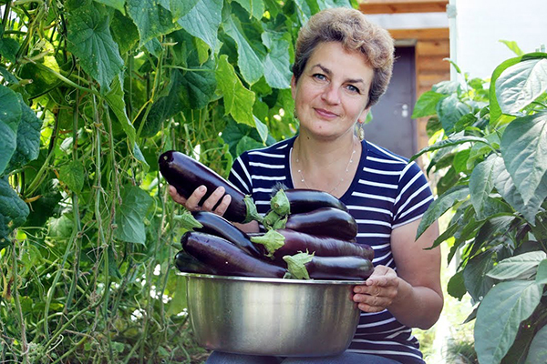 Récolte d'aubergines