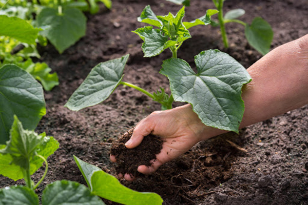 Concombres fertilisants