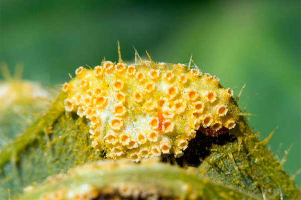 Gobelet rouille