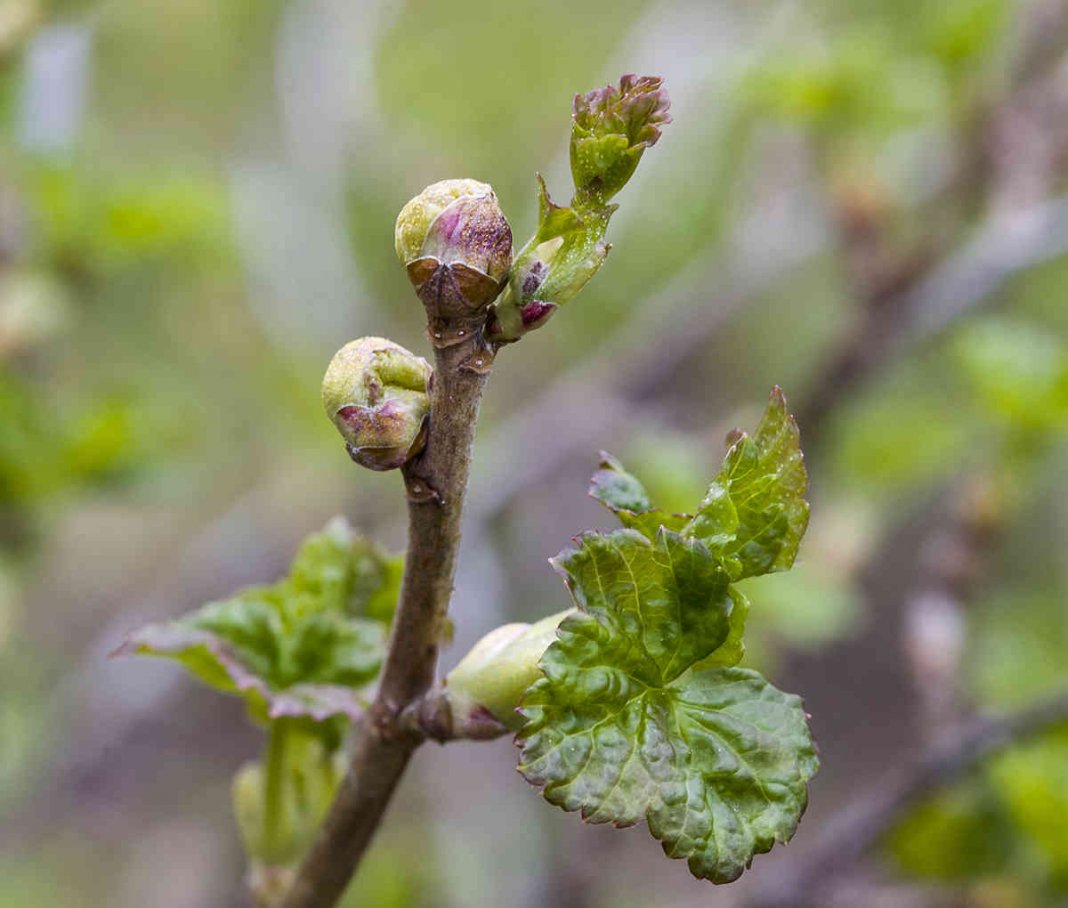 Les bourgeons fleurissent sur les groseilles