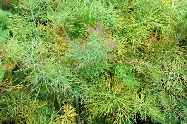 L'aneth devient jaune dans le jardin