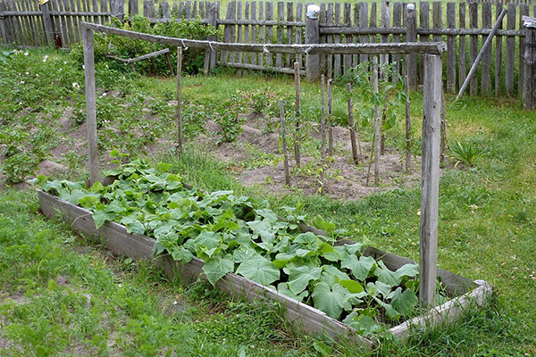 Jarretière de concombre