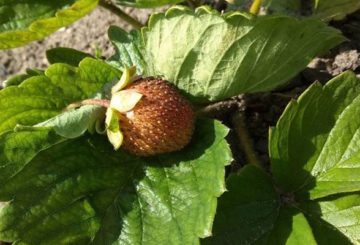 Baies séchées sur un fraisier