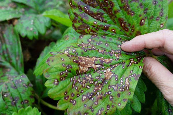 Tache blanche - Ramularia fraise