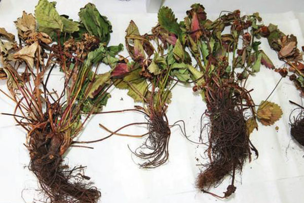 Anthracnose fraise