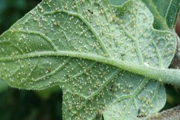 Pucerons sur une feuille d'aubergine