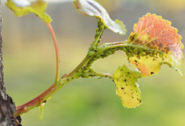 Pucerons sur une pousse d'arbre