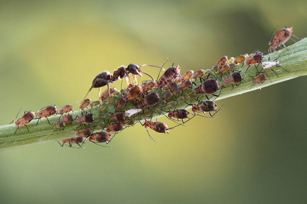 Pucerons et fourmis