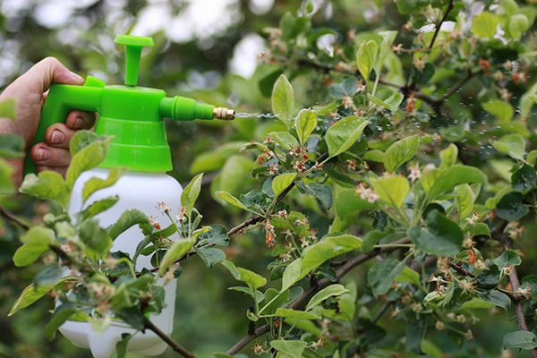 Pulvériser le pommier contre les pucerons