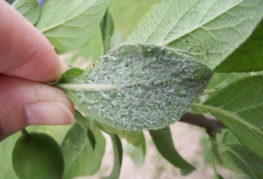 Pucerons sur les feuilles de prunier