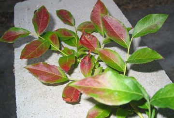 Les feuilles de bleuet deviennent rouges en été