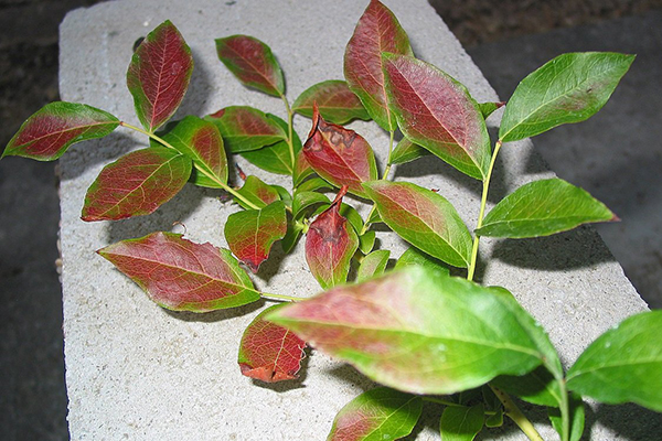 Les feuilles de bleuet deviennent rouges en été