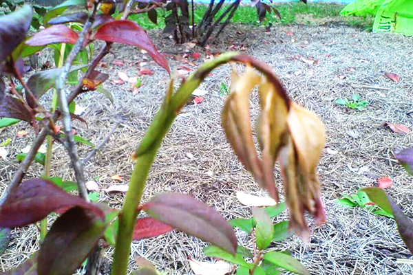 Les feuilles de myrtille sèchent et deviennent rouges