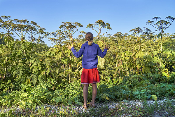 Cô gái và hogweed