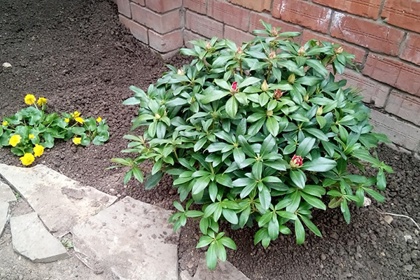 Rhododendron