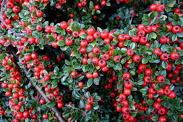 Cotoneaster med bär