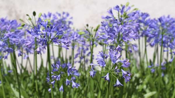 Agapanthus