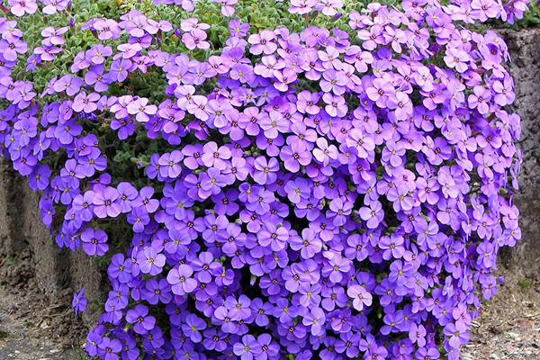 Aubertia eller Aubrieta