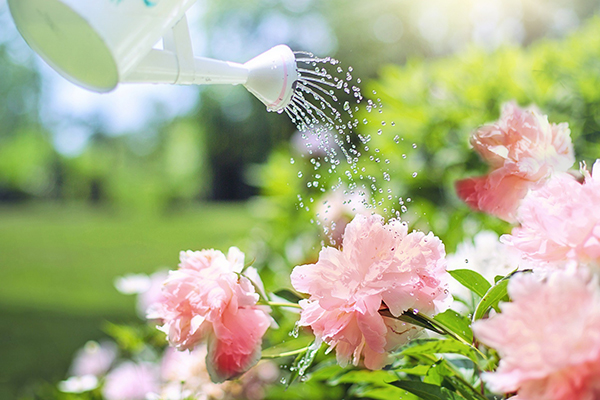 Arroser les fleurs du jardin