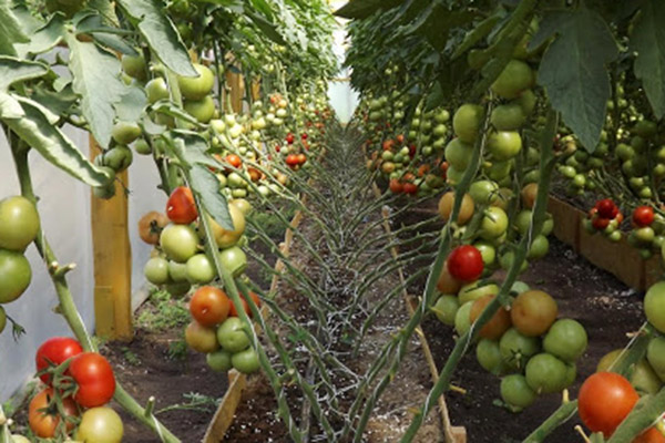 La maturation des tomates